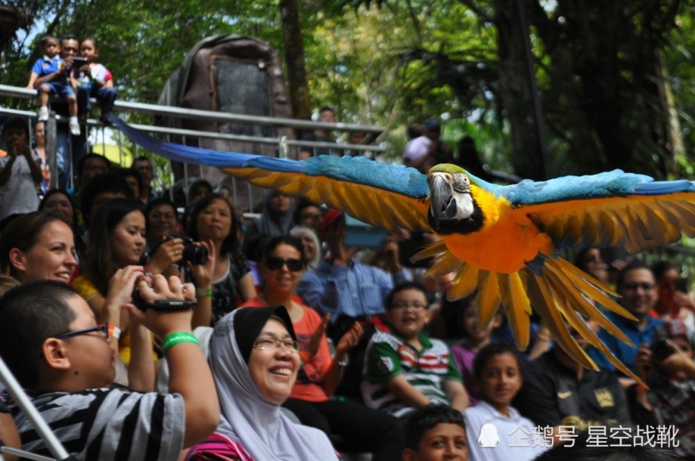 吉隆坡蝴蝶园是一个大型蝴蝶动物园,离飞禽公园很近,可通过艺术市场