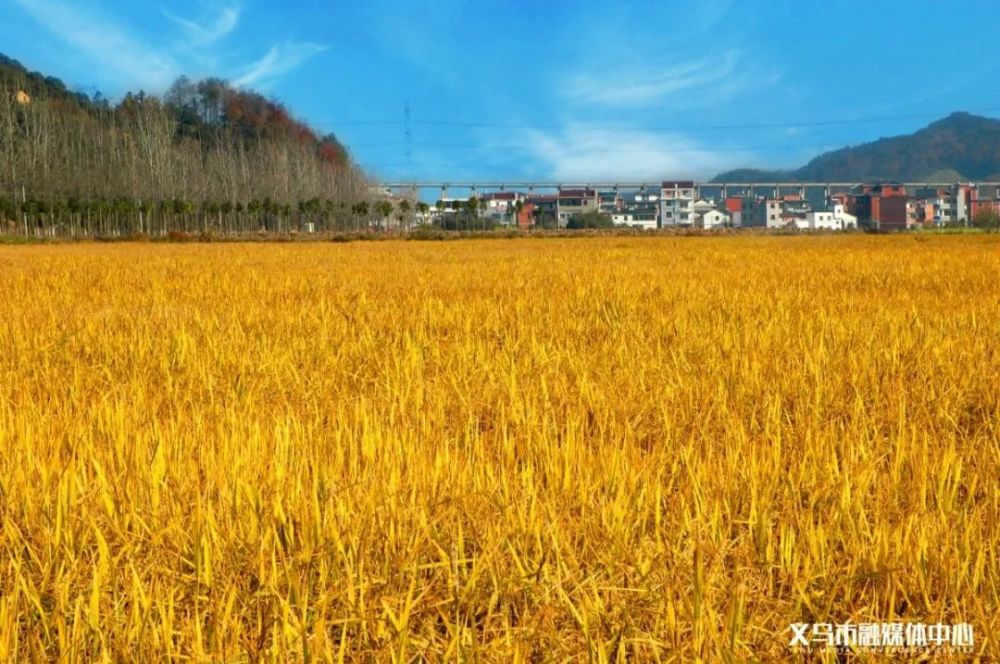 非粮化整治的摸底调查,发现山盆村里城自然村种植了上百万株红叶石楠