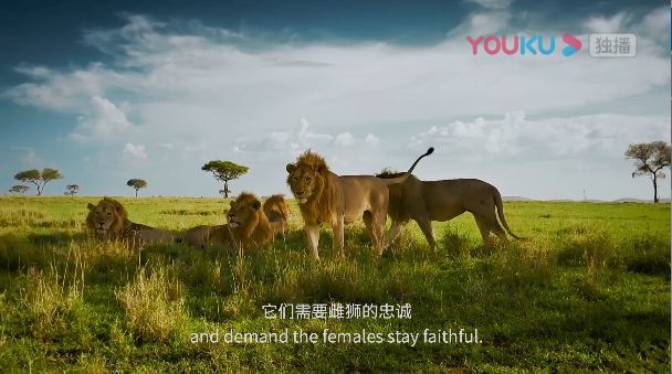 推荐bbc95分神级纪录片真实的动物世界比动画里残酷一万倍
