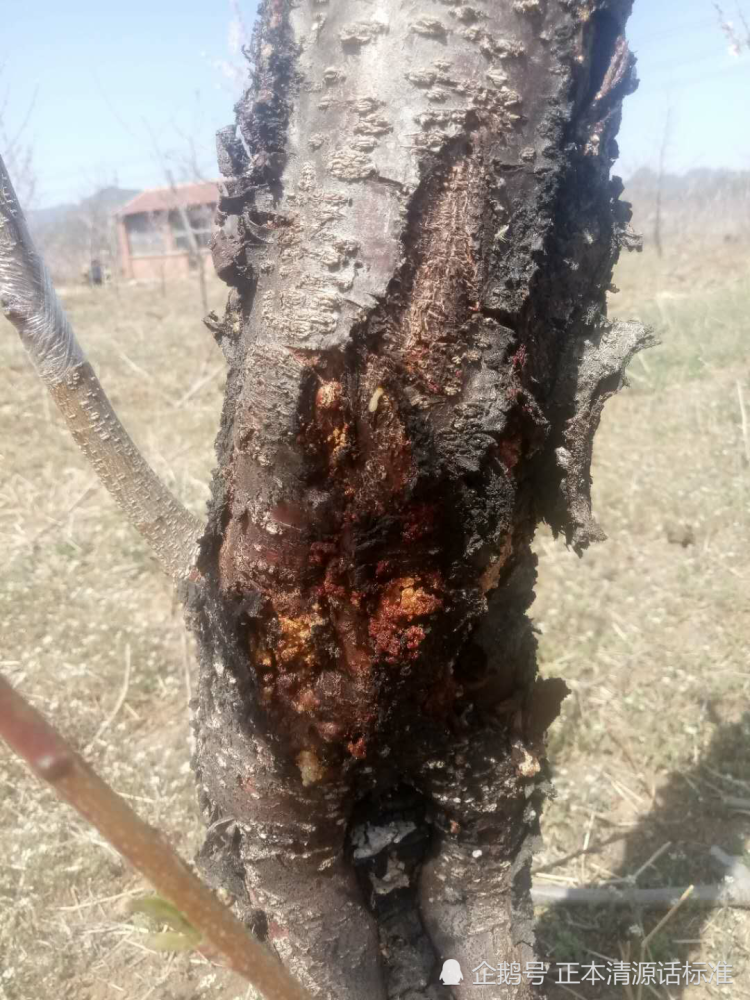 果树腐烂病防治抢时间对症下药桃树少死亡多救活求丰产