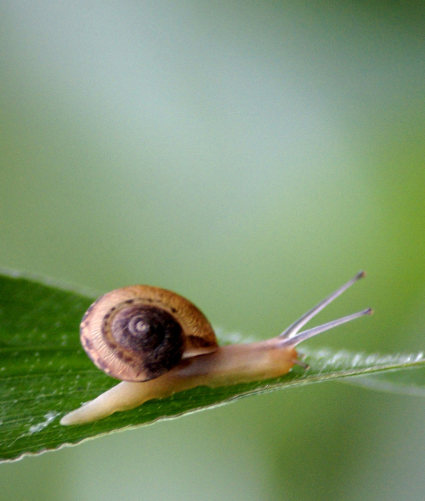 问:妈妈,为什么马蜂令人讨厌,而珍珠让人喜欢呢?