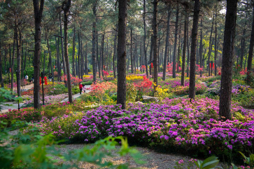 杜鹃园美图▼临平公园杜鹃园位于临平山半山腰,该项目于去年3月精彩"