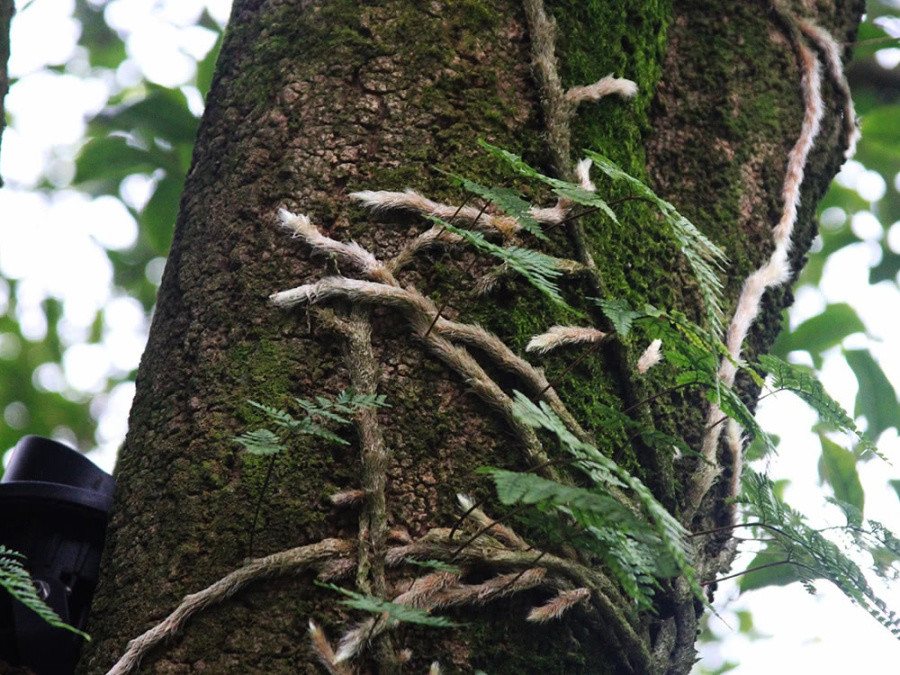 "白毛蛇",应该是很多人第一次听到,可能会以为是一种蛇的名字,其实是