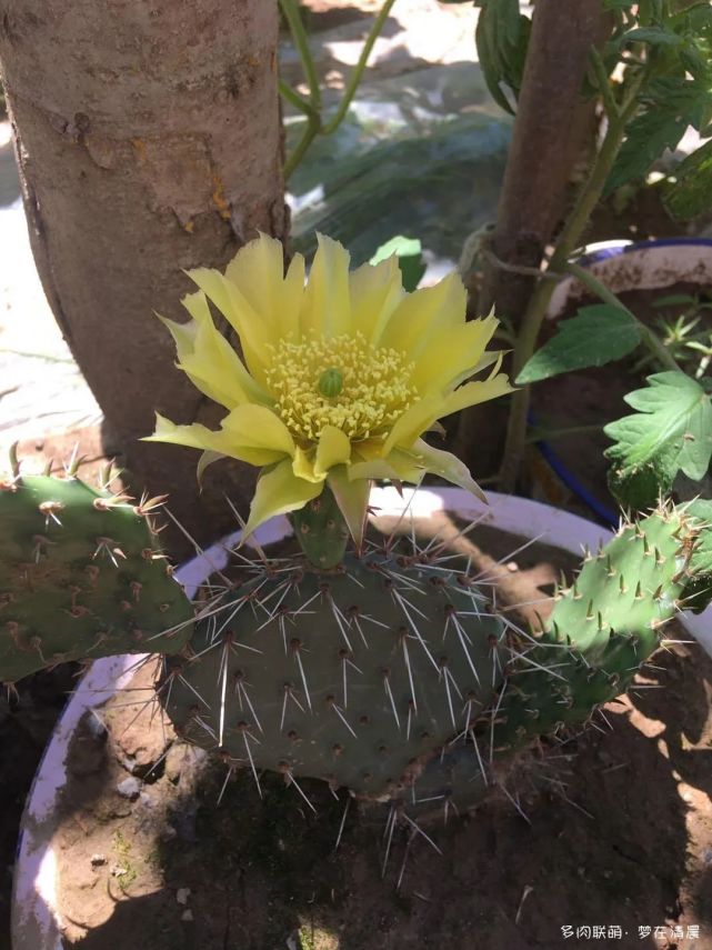 路边发现的蝎子草