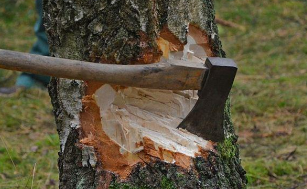 农民砍自家树却遭罚款判刑 自己种的树还能砍吗 看完心里有底了 腾讯新闻