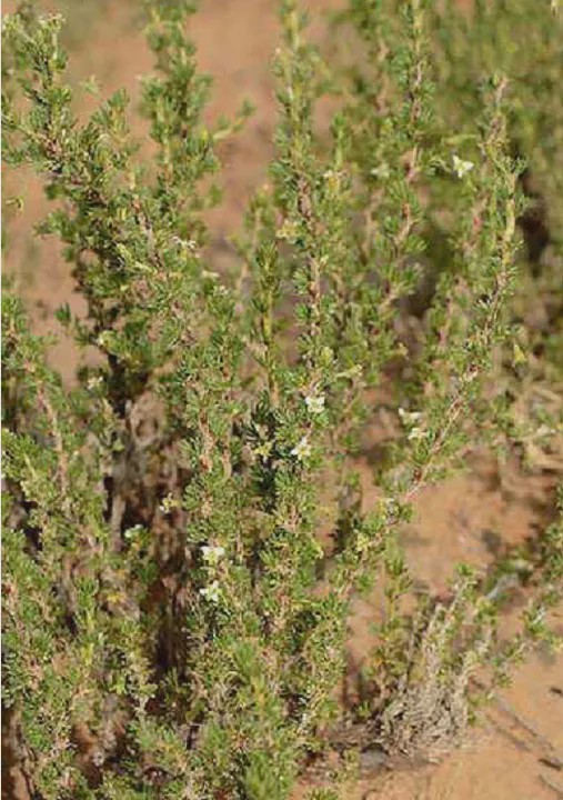 有 三瓣蔷薇 美誉之称的绵刺 腾讯新闻