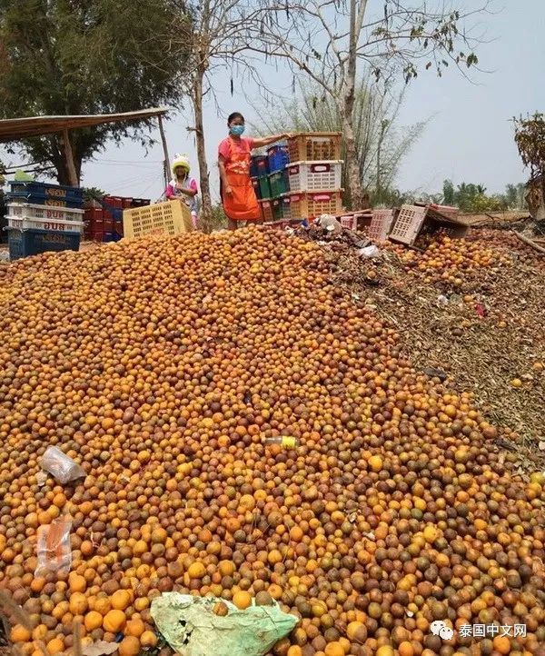 疫情下的泰国橘子大量滞销果农含泪扔掉称谁想要可以来免费拉