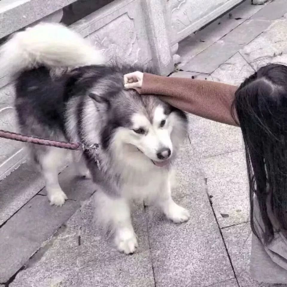 情头Ⅰ被好看的小哥哥撩是什么体验