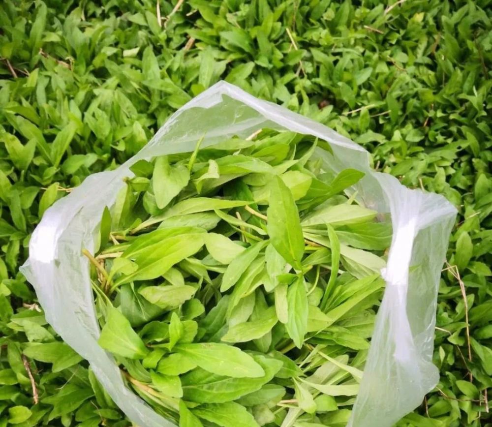 刘晓燕收获 腾讯新闻