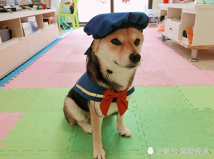 深夜时分 夫妻熟睡中 爱犬在客厅追逐玩耍 监控上出现诡异一幕 腾讯新闻