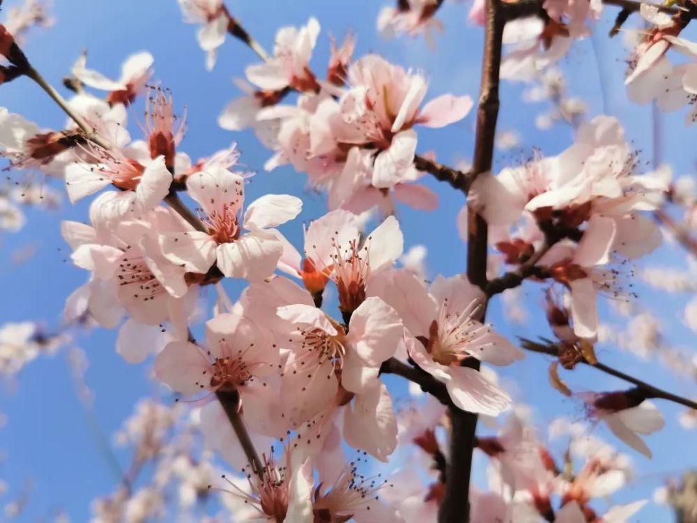 山桃花开 把春天里的美续演 腾讯新闻