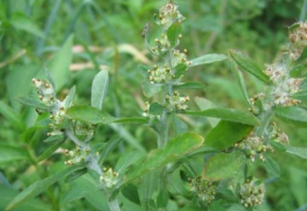 宝塔糖的主要成分是蛔蒿,而蛔蒿就是在这时候引入了中国,并且成为了