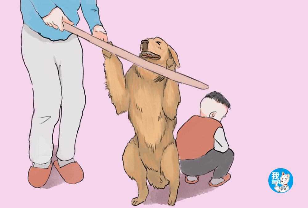 爸爸拿着棍子要揍孩子金毛的举动戳到了泪点这狗真没白养