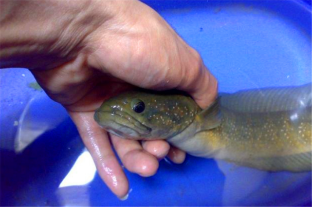 农村俗语家有化骨龙应为讨债鬼如何理解化骨龙指的是家里的谁