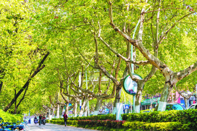 合肥市进入飞絮季园林局称市区杨树全部砍掉不现实