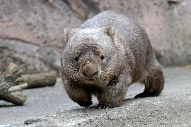 地球上5大最笨的动物傻孢子和熊猫均上榜你觉得它们笨吗