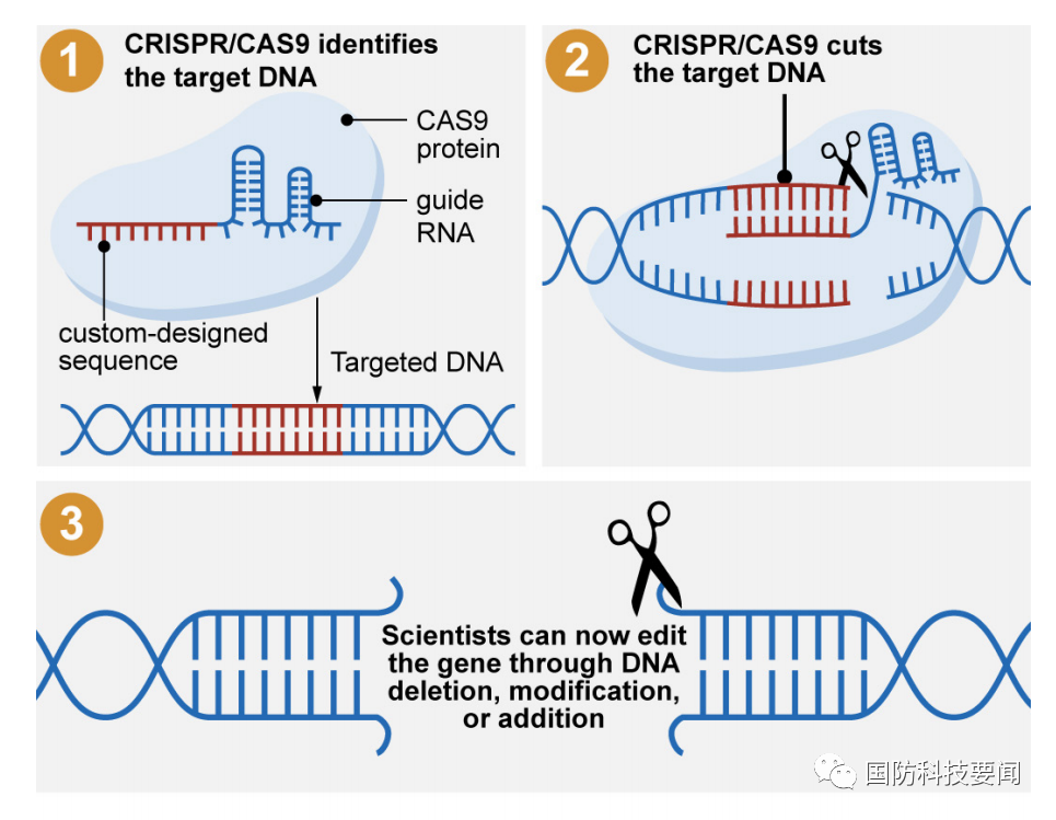 美政府问责局报告分析crispr基因编辑技术的机遇与挑战