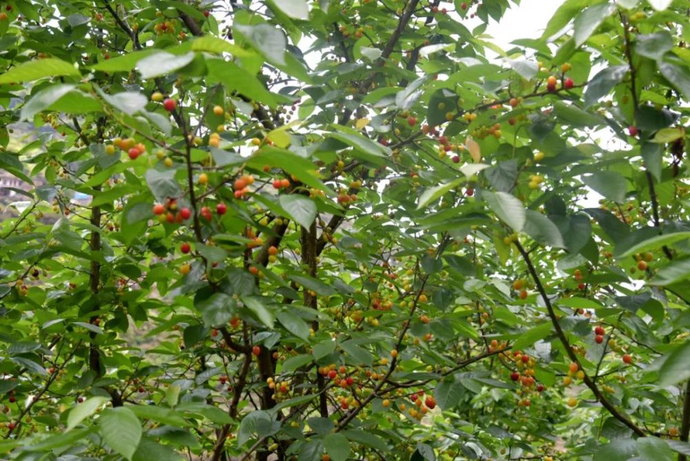 熊家场镇樱桃成熟早社员采摘忙