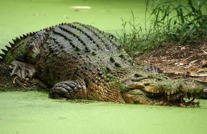"大鳄魔"湾鳄:与我无关,不是我吃的!
