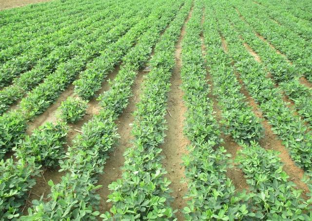 相比于种果树,花生的管理更加简单,都是一些常规措施.