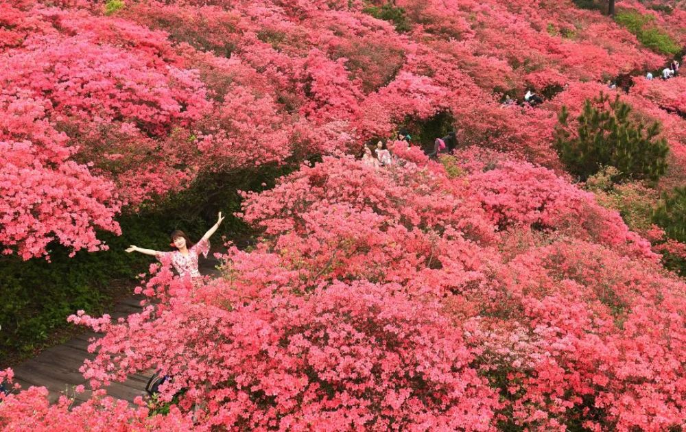 中国有名的杜鹃花旅游胜地