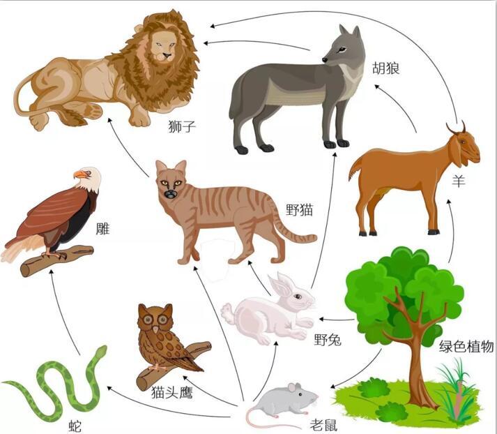 人类为什么一般只吃食草动物不吃食肉动物答案超乎你想象