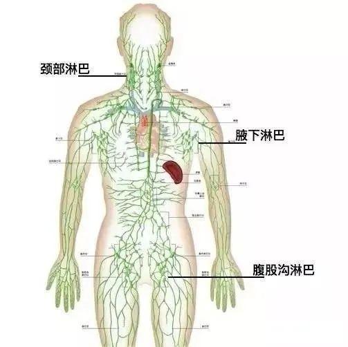 淋巴|腹股沟|腋下|红豆杉|胸部