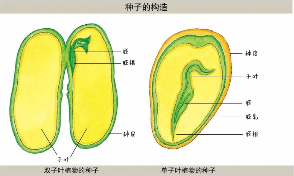 种子发芽的冷知识 腾讯新闻