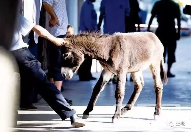 主义》,才发现这种生存竞争不光是在我老家存在,也不限于在人和驴之间