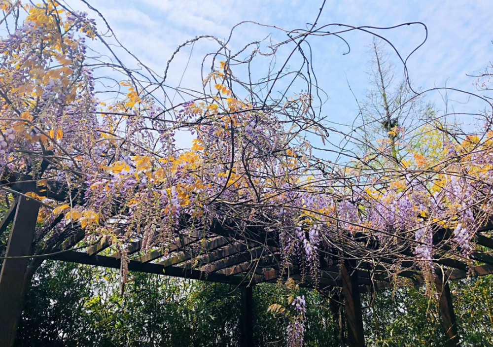 崇明紫藤花海你知道在哪里吗