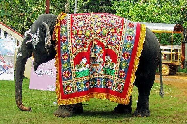 印度认为我国无大象,所以象棋是我们从印度舶来的,有道理吗?