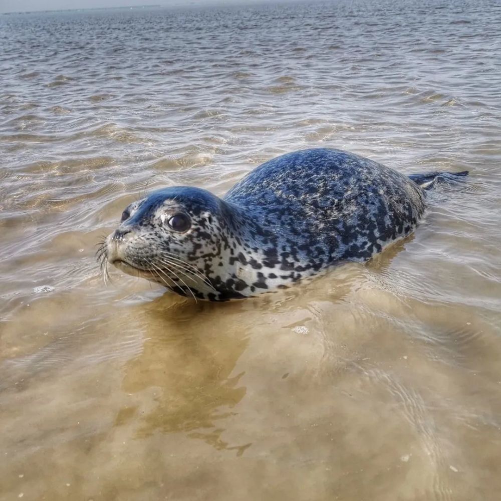 在中国志愿者网注册志愿者已有1500人,"四月天"是今年救助十只斑海豹