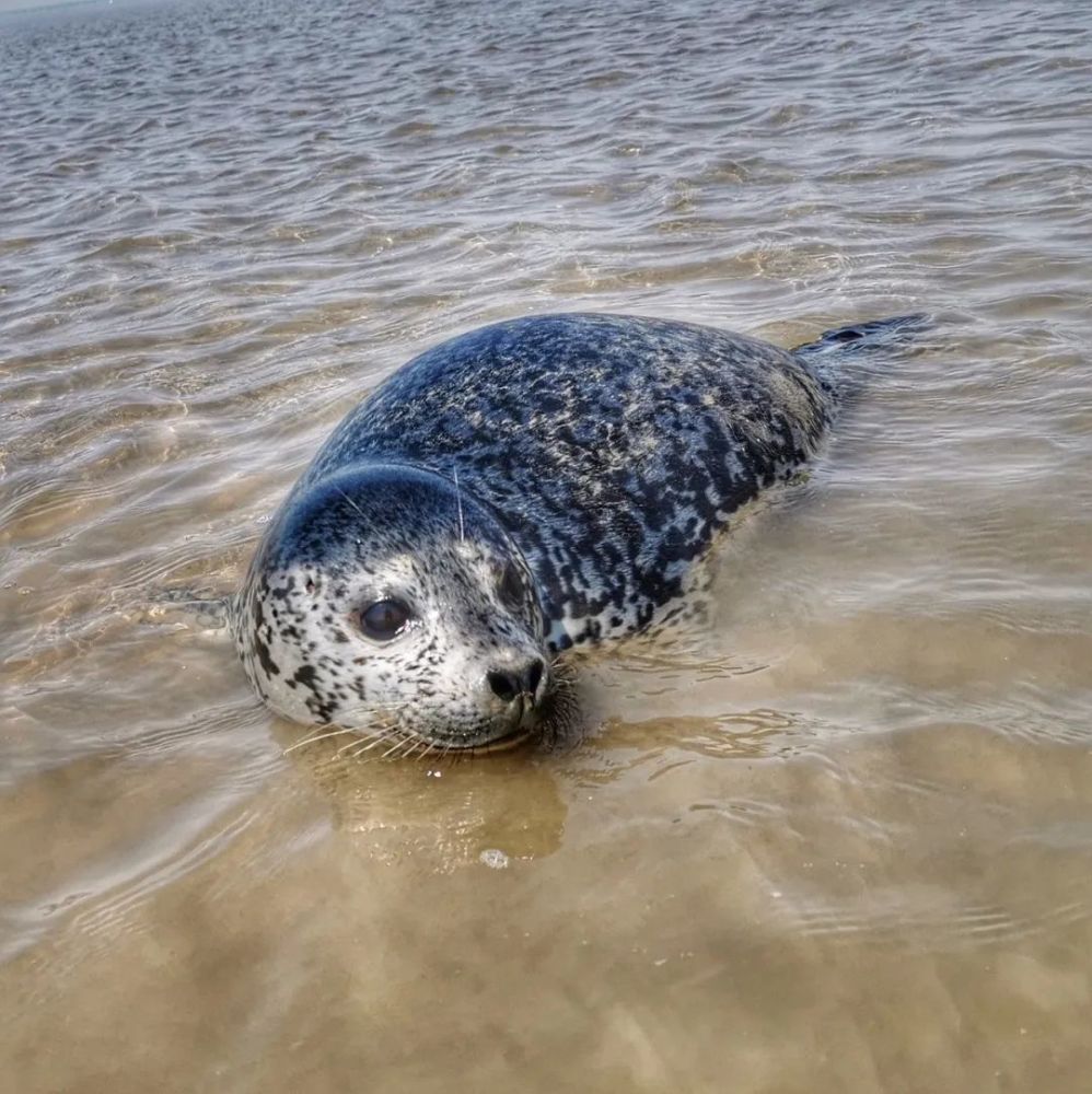 送你回家——盘锦湿地保护协会救助斑海豹_腾讯新闻