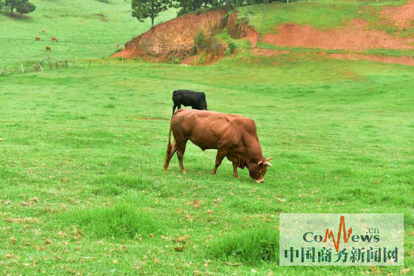 云南广南县高峰牛 助农脱贫致富