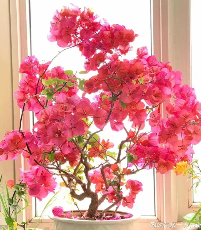 10种耐旱植物 平时少浇水 开花更准时 浇水 叶子 仙人球 三角梅
