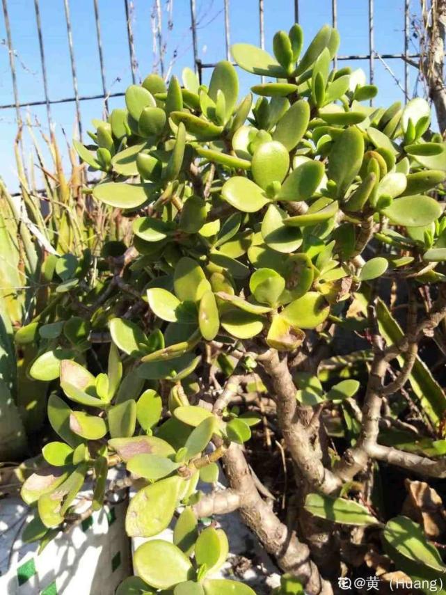 10种耐旱植物,平时少浇水,开花更准时!