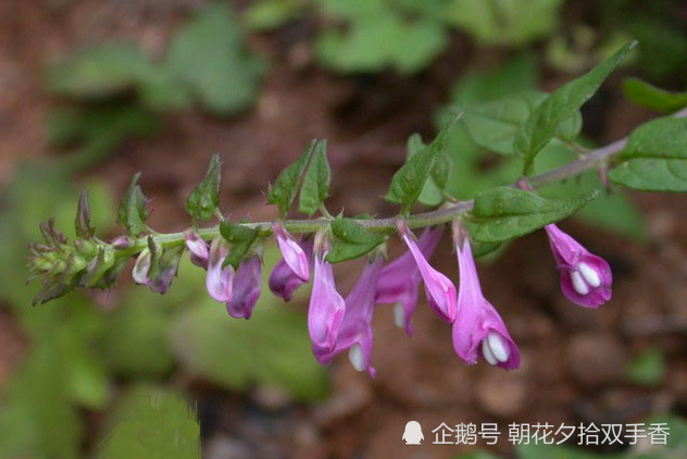 农村一种叫做"球锈草"的植物,花朵像蝴蝶,殊不知全草可入药