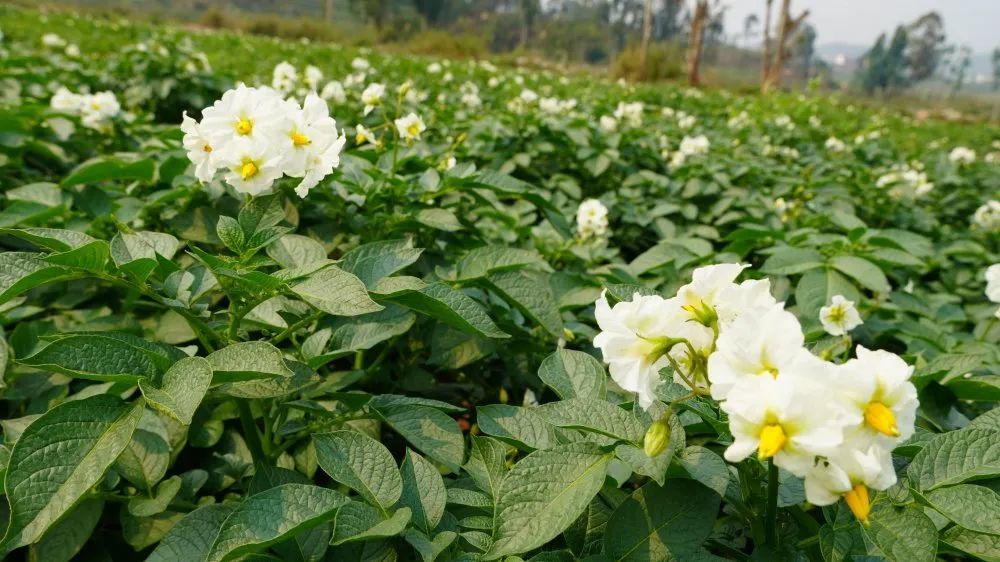 疫散薯花分外香 腾讯新闻