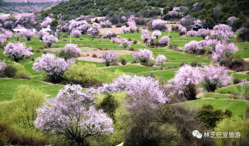 林芝郊外这两处绝美花谷 竟有90 本地人没去过 必须强推 腾讯新闻