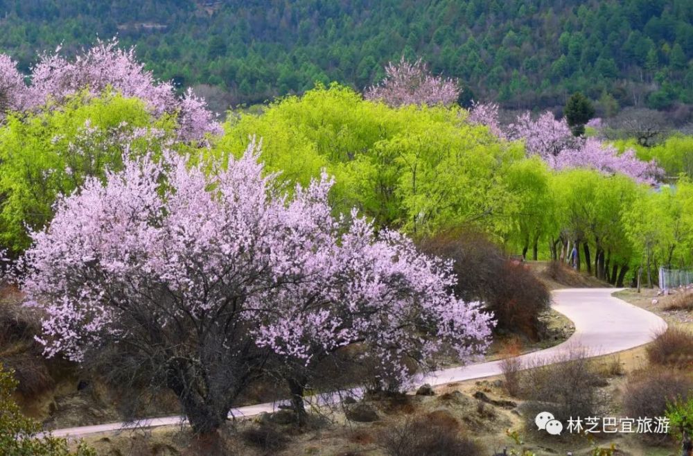 林芝郊外这两处绝美花谷 竟有90 本地人没去过 必须强推 腾讯新闻
