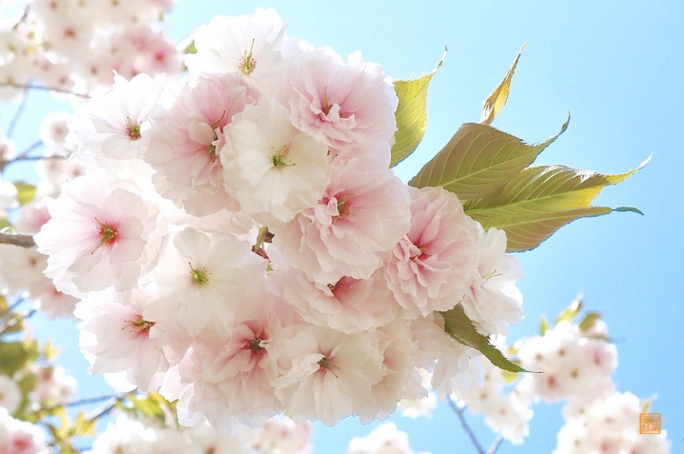 原来樱花是这样的味道抓住春天的尾巴赏这一季樱花最后的盛放