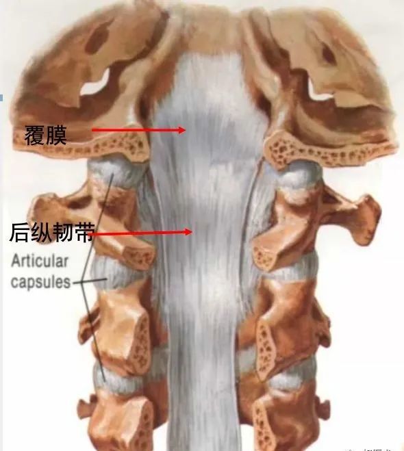 骨科精讀最全面詳細的高清脊柱解剖圖真是太實用了