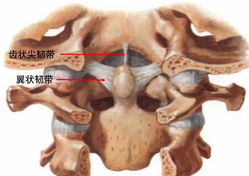 骨科精讀最全面詳細的高清脊柱解剖圖真是太實用了