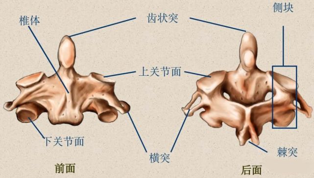 骨科精讀最全面詳細的高清脊柱解剖圖真是太實用了