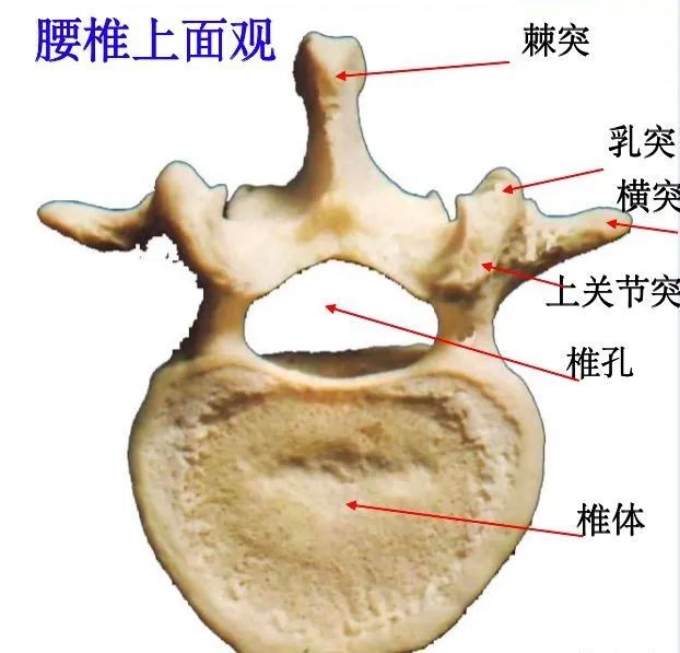 骨科精讀最全面詳細的高清脊柱解剖圖真是太實用了