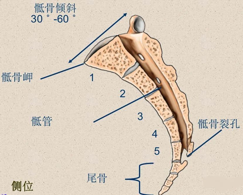 5.骶尾椎4.