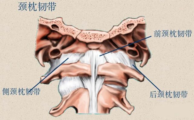 骨科精讀最全面詳細的高清脊柱解剖圖真是太實用了