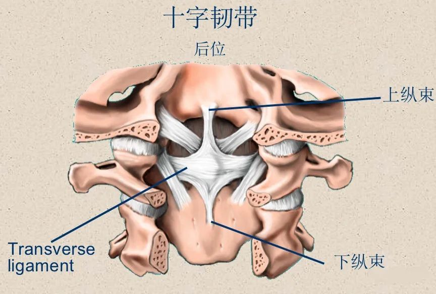 骨科精讀最全面詳細的高清脊柱解剖圖真是太實用了