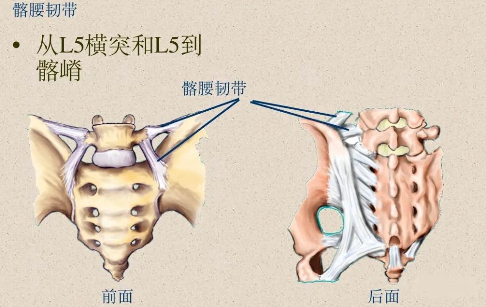 骨科精讀最全面詳細的高清脊柱解剖圖真是太實用了