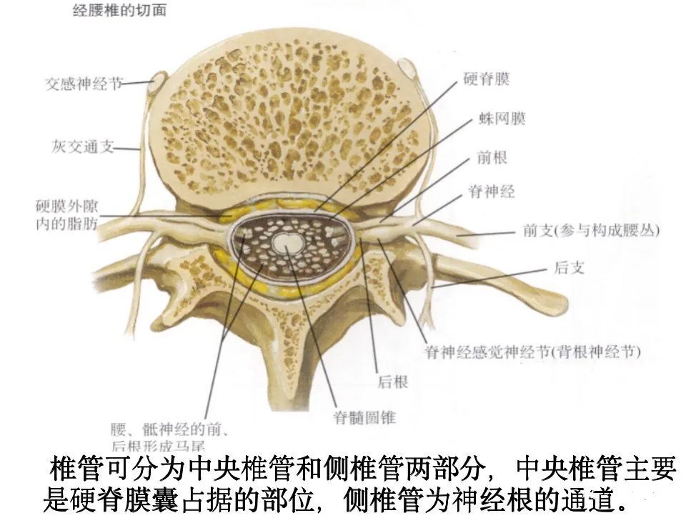 骨科精讀最全面詳細的高清脊柱解剖圖真是太實用了